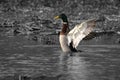 Mallard fling wngs in water