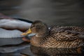 Mallard floating in the river