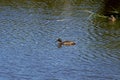 Mallard floating on the water