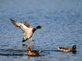 Mallard fly Royalty Free Stock Photo