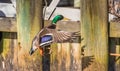 Mallard flying and jumping