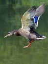 Mallard flying into lake Royalty Free Stock Photo