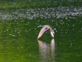 Mallard flying over the emerald green lake Royalty Free Stock Photo