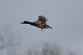 Mallard flying over the lake Royalty Free Stock Photo