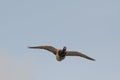 Mallard flying over the lake Royalty Free Stock Photo