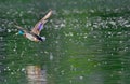 Mallard flying over the lake Royalty Free Stock Photo