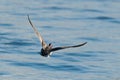 Mallard duck Anas platyrhynchos drake in flight Royalty Free Stock Photo