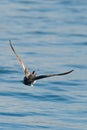 Mallard duck Anas platyrhynchos drake in flight Royalty Free Stock Photo