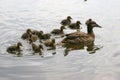 Mallard followed by little wild duck babies