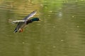 Mallard Gracefully Flying above the Green Lake in Spring Royalty Free Stock Photo