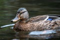 Mallard Head Shot Fene Galicia Royalty Free Stock Photo