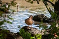 Mallard hen duck preening feathers. Royalty Free Stock Photo