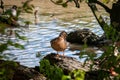 Mallard hen duck preening feathers.