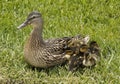 Mallard hen and ducklings in urban setting