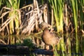 Mallard hen grooming in the golden hour early morning light while perched on a branch in marsh