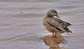 Mallard Hen, Lake Hefner, Oklahoma City, Oklahoma