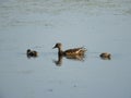 Mallard and her ducklings swim on calm marsh water Royalty Free Stock Photo