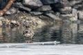 Mallard on ice. Royalty Free Stock Photo