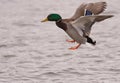 A Mallard on an icy river landing Royalty Free Stock Photo