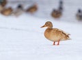 A Mallard on an icy river Royalty Free Stock Photo