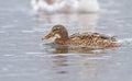 A Mallard on an icy river Royalty Free Stock Photo