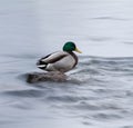 A Mallard on an icy river Royalty Free Stock Photo