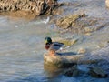 Duck, wild water bird in his daily life