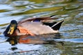 Mallard in a lake at sunset