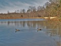 Mallard Lake at Tanglewood Park Royalty Free Stock Photo