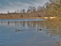 Mallard Lake at Tanglewood Park