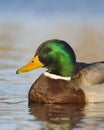 Mallard in Late Afternoon Sun Royalty Free Stock Photo