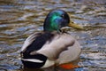Duck smiling at you while paddling away. Royalty Free Stock Photo