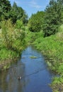 Mallard and Lush Vegetation on River Purwell, Hertfordshire