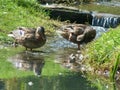 2 mallards in the idyllic creek