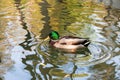 The duck swims on the water in the pond in autumn. Mallard, male bird. Drake is a waterfowl with a shiny green head and gray wings Royalty Free Stock Photo