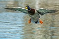 Mallard - Anas platyrhynchos Royalty Free Stock Photo