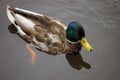 Mallard male drake duck enjoying a swim in a pond large detailed swimming water bird closeup