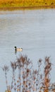 Mallard male duck floating in water Royalty Free Stock Photo