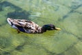 The mallard male duck in Iceland Royalty Free Stock Photo