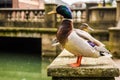 Mallard male duck