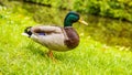 Mallard male duck