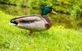 Mallard male duck