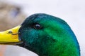 Mallard male duck Royalty Free Stock Photo