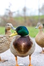 Mallard male duck Royalty Free Stock Photo