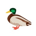 Mallard male duck simple flat color vector icon Royalty Free Stock Photo