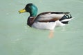 Mallard male Duck swimming