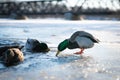 Mallard male duck about to dive in the in the cold water of a frozen river lake or pond in a winter sunset light Royalty Free Stock Photo
