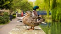 Mallard male and female duck