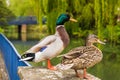 Mallard male and female duck