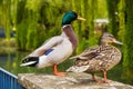 Mallard male and female duck